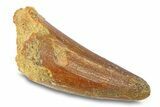 Cretaceous Fossil Crocodylomorph Tooth - Morocco #292231-1
